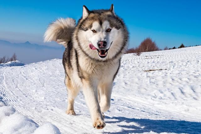 how did all dog breeds come from wolves