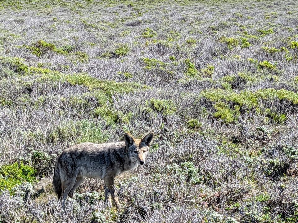 It’s hard to take your eyes off the ocean at Montaña de Oro, but if you turn around you may spot a distant relative of Wile E. Coyote. Who knows, Road Runner may live there too.