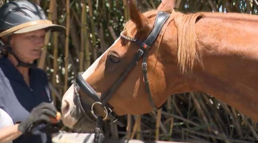 Lakewood Equestrian Center