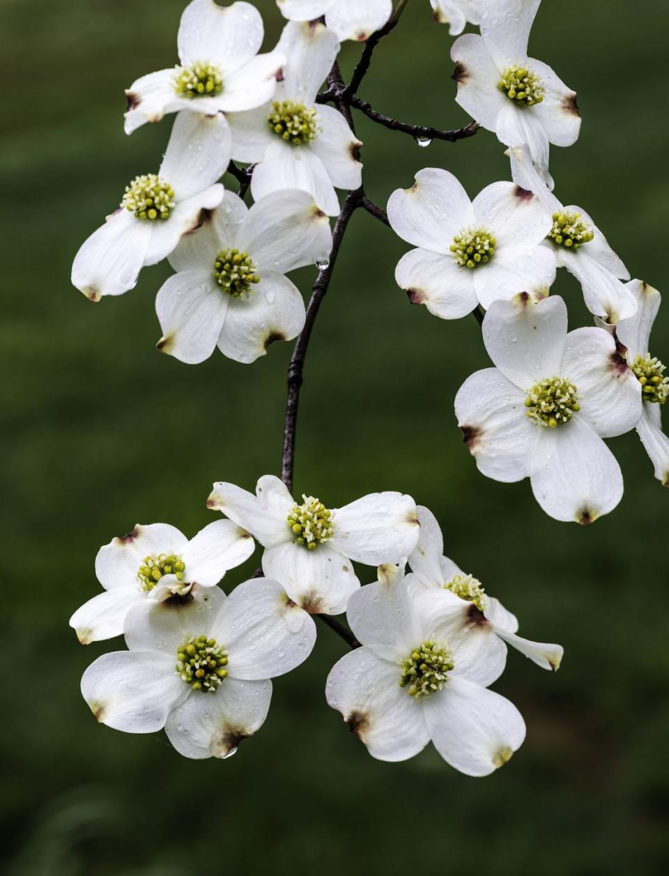 best white blooms dogwood