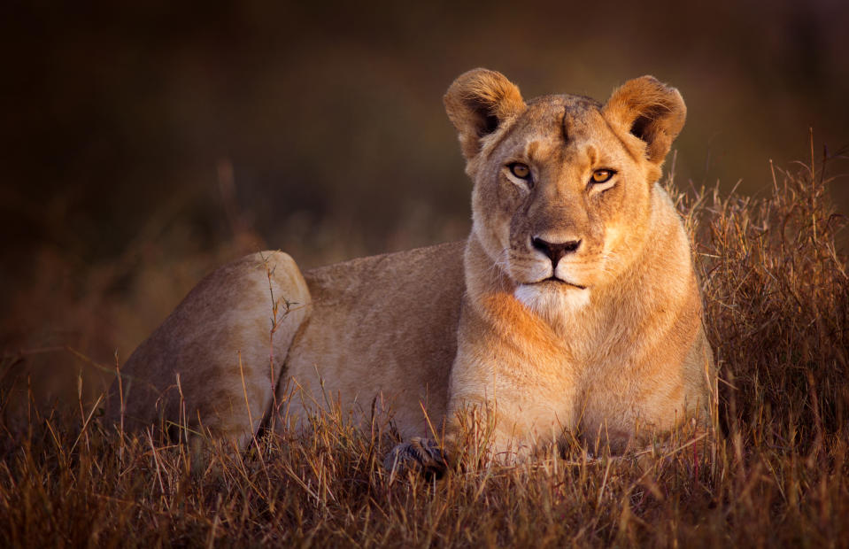 In Indien stattete ein Löwen-Weibchen einem Hotel einen kurzen Besuch ab. (Symbolbild: Getty Images).