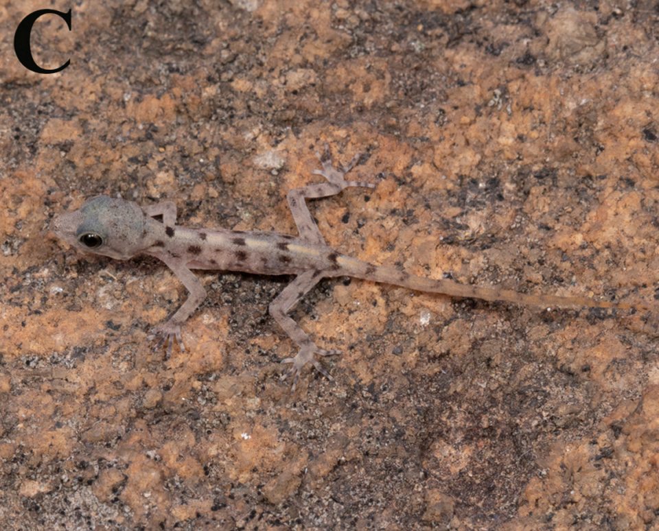 A baby Cnemaspis cavernicola, or cave-dwelling dwarf gecko.