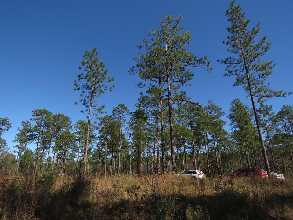 Longleaf pines, about 80 to 85 years old, stand tall in the DeSoto National Forest in Miss., on Wednesday, Nov. 18, 2020. An intensive effort in nine coastal states from Virginia to Texas is working to bring back the pines named for the long needles prized by Native Americans for weaving baskets. (AP Photo/Janet McConnaughey)
