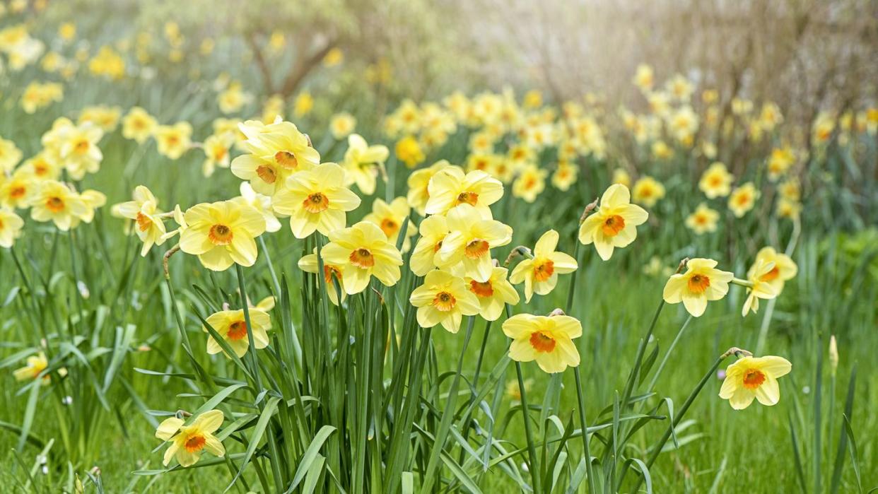 cut flower garden daffodils