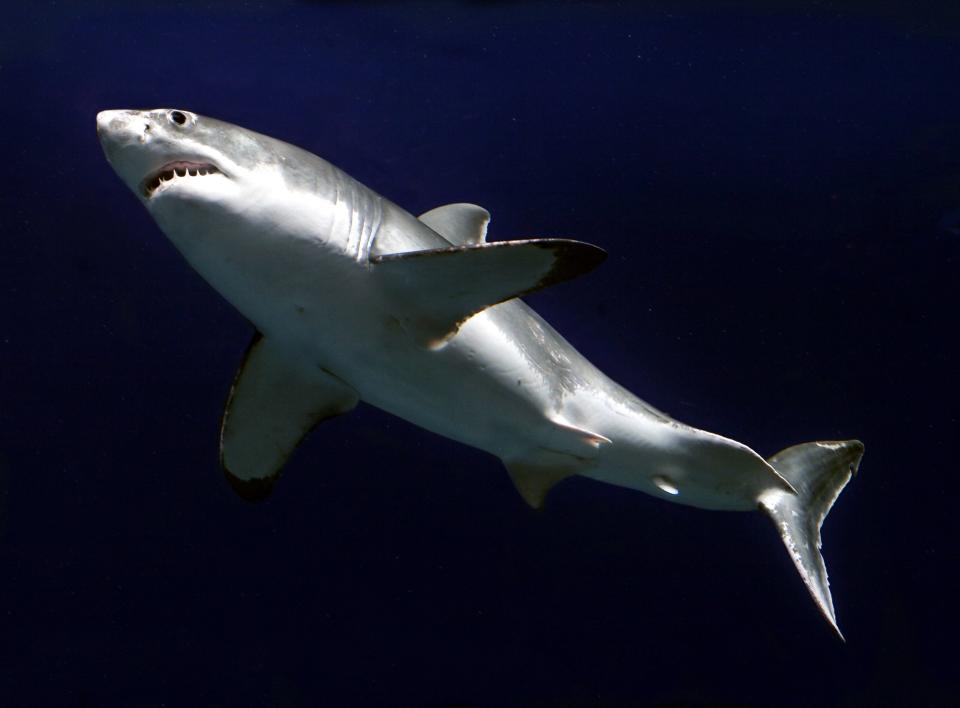 The great white shark accounts for the most unprovoked attacks of any other shark in the world, according to the Florida Museum.