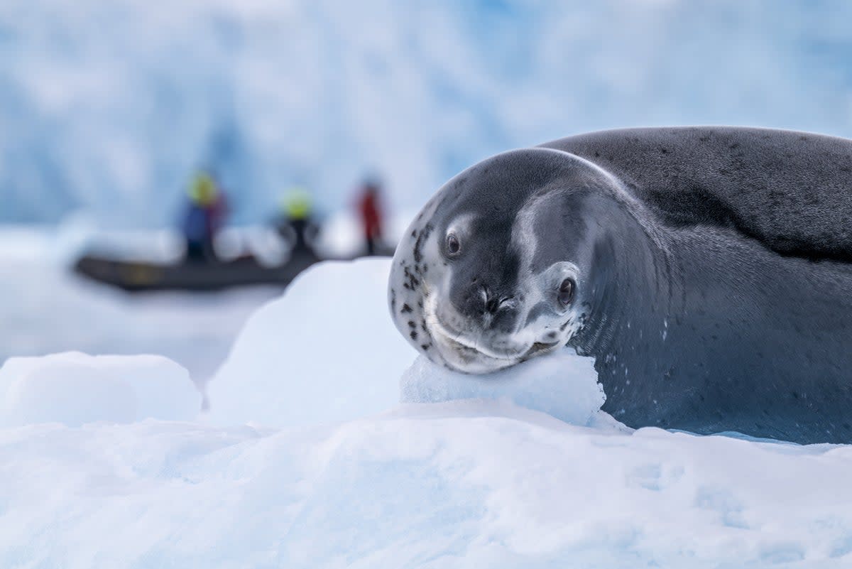 A leopard seal relaxes on the ice (© Ted Grambeau for Intrepid Travel. Imagery collected under scientific permits: NMFS #23095, ACA # 021-006.)