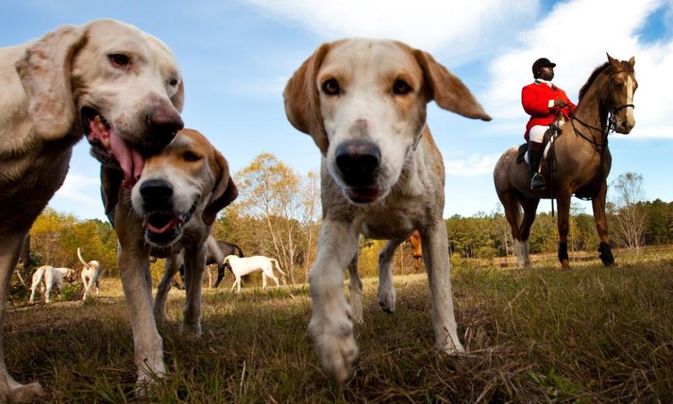 A huntsman waits with his hounds before a trail hunt, where the dogs and riders follow a pre-laid scent rather than chase a fox. 