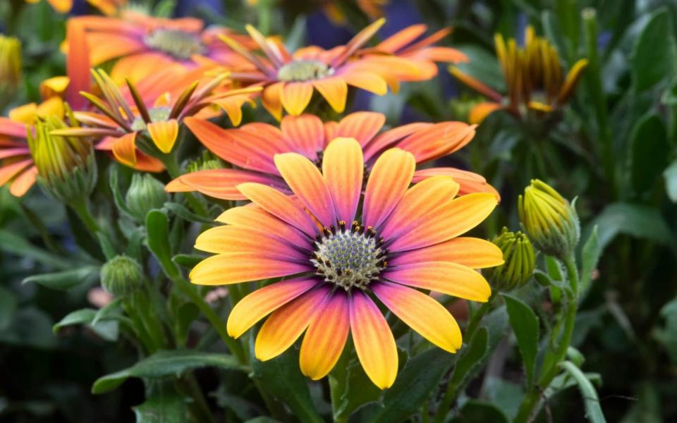 African Daisy Osteospermum  - www.gapphotos.com