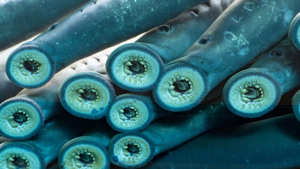 The sucker mouths of 10 Pacific lampreys through the glass of an aquarium,