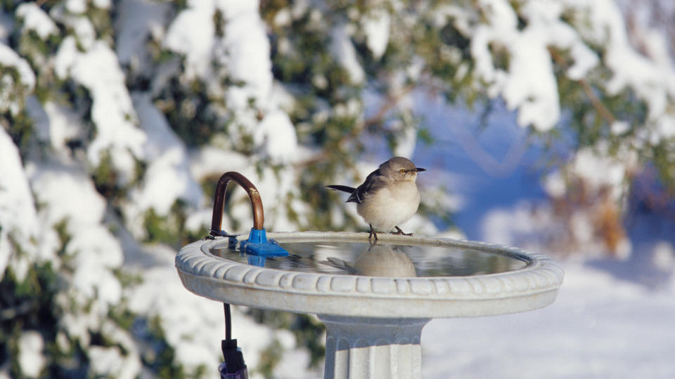 A bird perched on a heated bird bath in winter