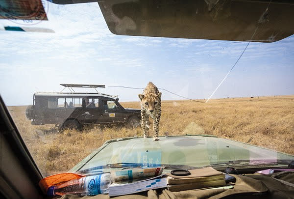 Cheetah pokes head through car sunroof in Tanzania