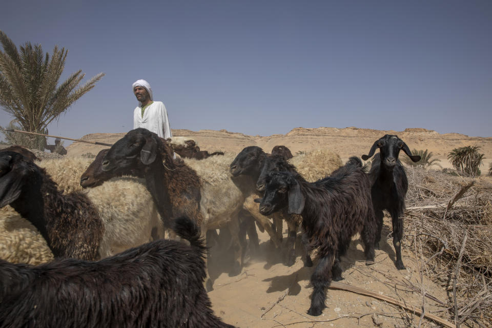 El pastor Abu Mazem supervisa sus ovejas cerca de la Segunda Aldea de Fayoum, Egipto, el 8 de agosto del 2020. Problemas de irrigación hacen que resulte cada vez más difícil encontrar tierras de pastoreo. (AP Photo/Nariman El-Mofty)