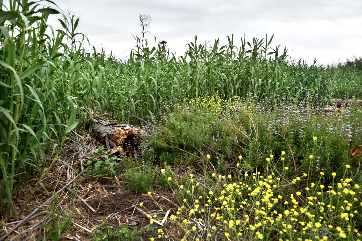 Stalks of giant reed, or arundo, grow thick in the Santa Clara River watershed area in 2019. Removal projects may be aided by a new programmatic permit process involving the Ventura County Resource Conservation District.