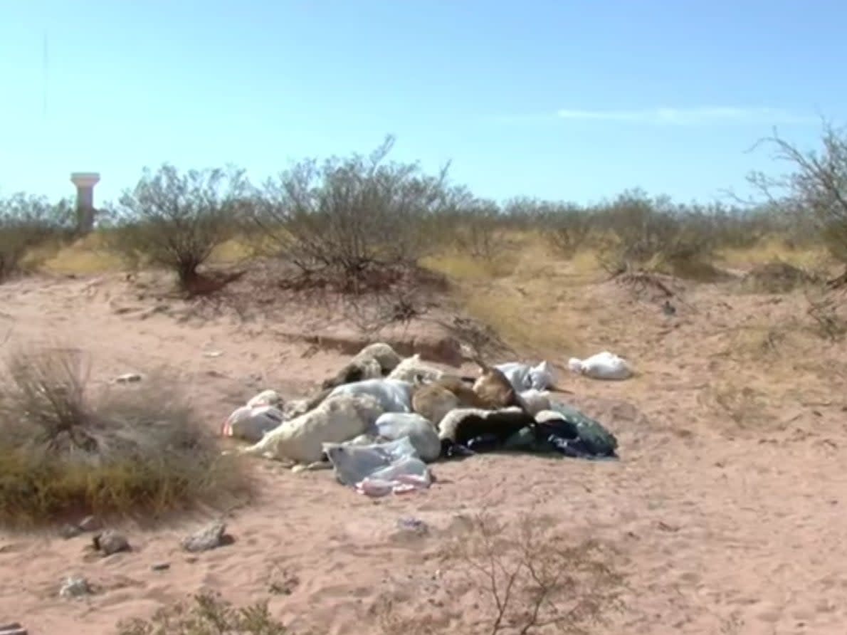 <p>Images of the dead animals dumped near El Paso, Texas</p> (Abc7/Kvia)