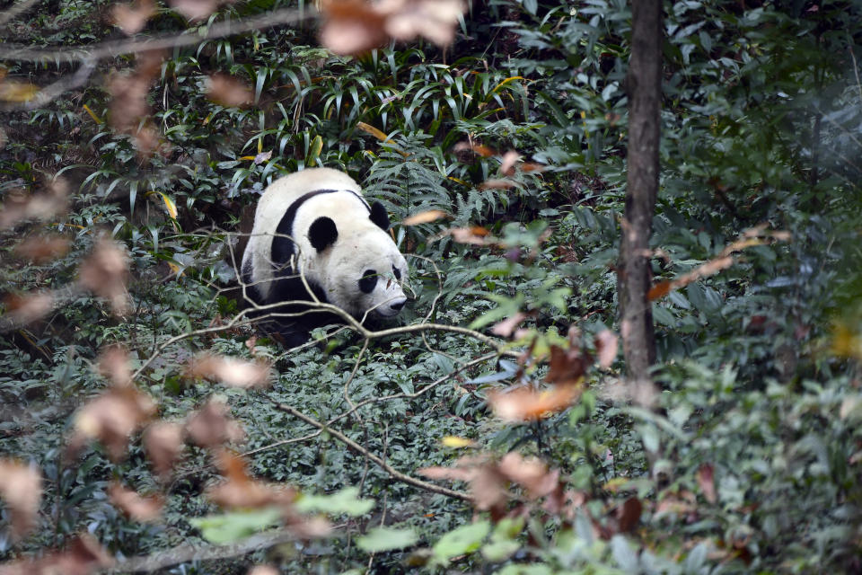 Giant panda Bei Bei explores his surroundings on his first day at the Ya'an Bifengxia Base of the Giant Panda Conservation and Research Center in Ya'an in southwestern China's Sichuan Province, Thursday, Nov. 21, 2019. After a transcontinental flight on the "Panda Express," a furry American darling arrived early Thursday in his new Chinese home. The Washington-born giant panda Bei Bei was a beloved figure at the National Zoo, where he spent the first four years of his life. (Chinatopix via AP)