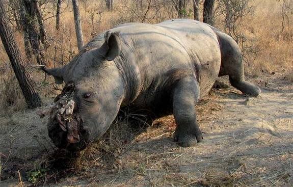 rhino horn poaching