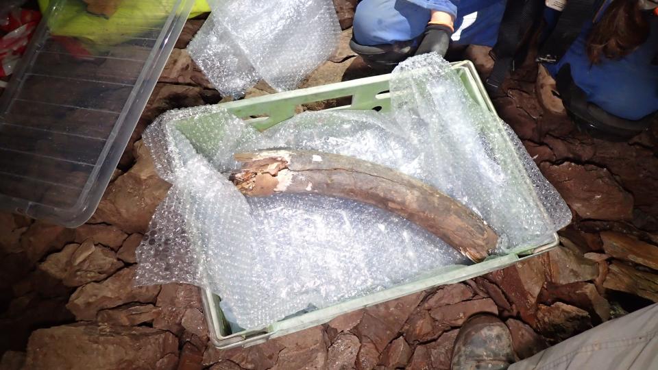 Woolly mammoth tusk found in Devon, England.