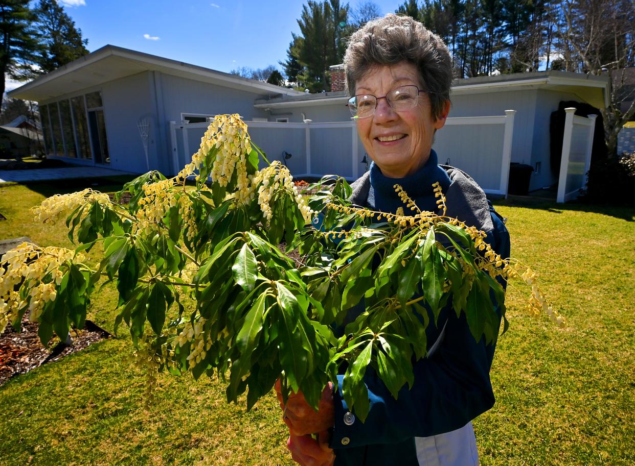 Donna Rose, in the garden of her Worcester home, holds a branch from an andromeda bush that is blooming early.