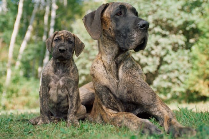 German Great Dane Puppy with Mother