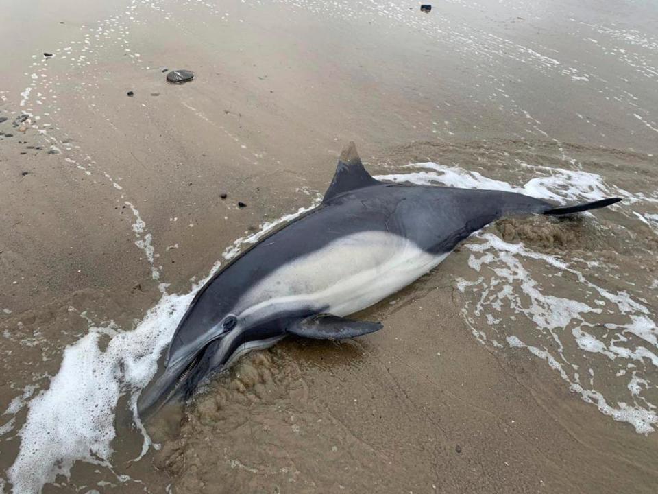 This image provided by Channel Islands Marine and Wildlife Institute, shows a dead dolphin washed ashore on a beach in Santa Barbara County, Calif., on Tuesday, June 20th, 2023 (AP)