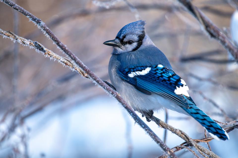 the beauty and wisdom of the blue jay on a tree branch