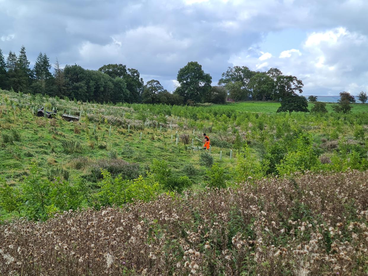 Removing tree guards