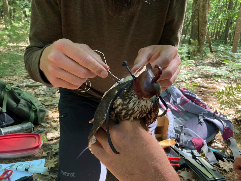 Zachary Bordner secures a tracking device to a merlin captured near Lake Michigan and held by fellow Smithsonian intern Tim Baerwald on June 27, 2022, near Glen Arbor, Mich. The mission will enhance knowledge of a species still recovering from a significant drop-off caused by pesticides and help wildlife managers determine how to prevent merlins from attacking endangered piping plovers at Sleeping Bear Dunes National Lakeshore.