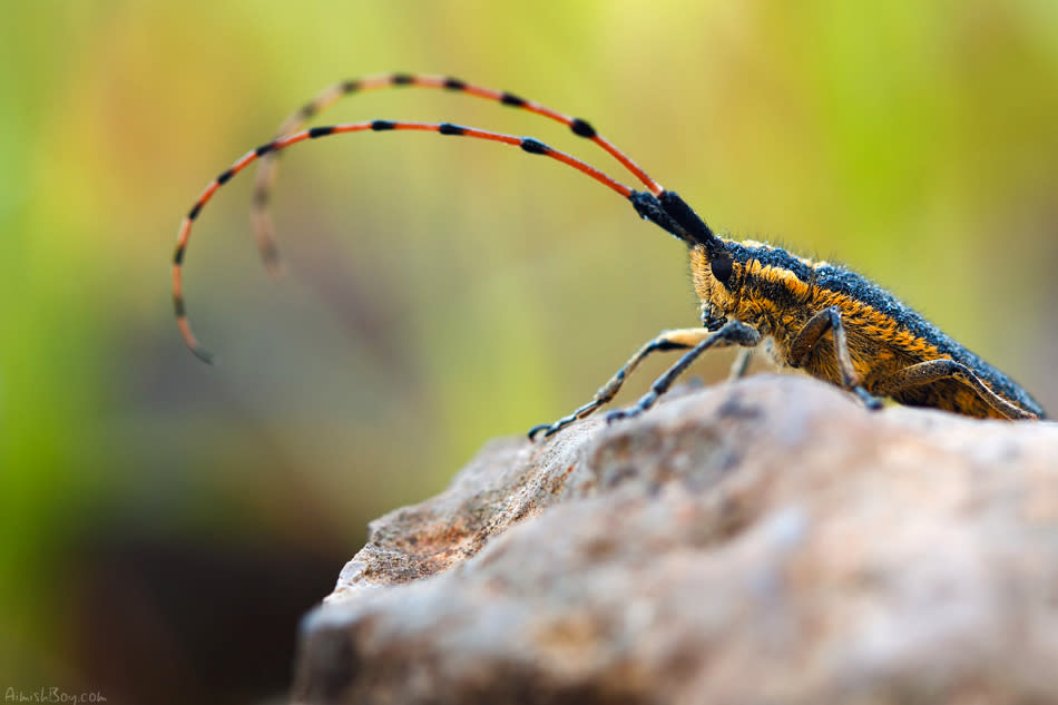 Insectos vistos muy de cerca