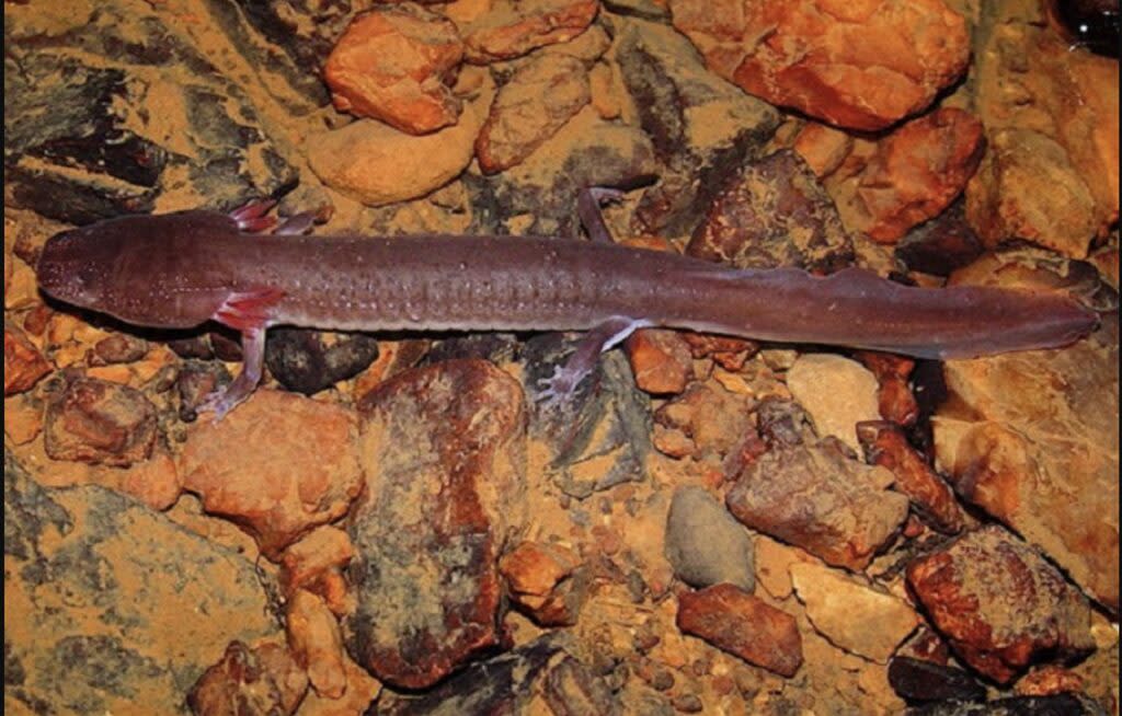 The Center for Biological Diversity is seeking to endangered species protections for the rare Berry Cave Salamander (Photo: Dr. Dr. Matthew Niemiller)