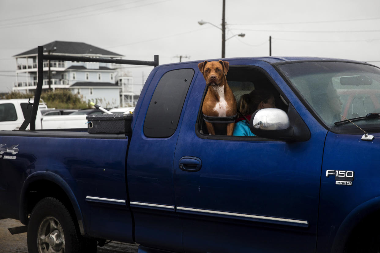Un perro observa desde una camioneta en Kill Devil Hills, Carolina del Norte, tras el paso del huracán Dorian el 6 de septiembre de 2019. (Scott McIntyre/The New York Times)