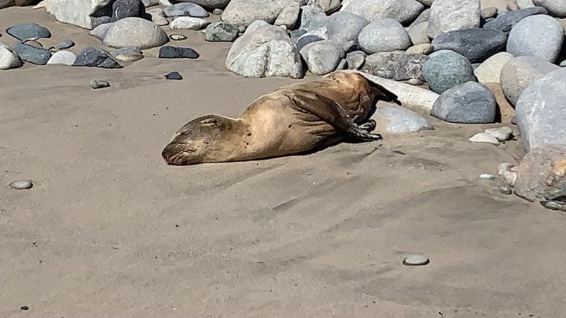 A volunteer rescued this emaciated sea lion pup from a beach in Ventura County last week. It is now a patient at the CIMWI animal hospital.