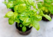 <p>Basil is loaded with polyphenols, which are beneficial in soothing chronic pain associated with <a href="https://www.prevention.com/health/health-conditions/a19840908/rheumatoid-arthritis-symptoms/" rel="nofollow noopener" target="_blank" data-ylk="slk:arthritis;elm:context_link;itc:0;sec:content-canvas" class="link ">arthritis</a>, and even help protect your liver, brain, and heart, according to Mirkin. </p><p><strong>Try it: </strong>Perk up your salad or pasta dish with a sprinkle of minced basil, or whip up some <a href="https://www.prevention.com/food-nutrition/recipes/a22037883/turkey-panini-strawberry-pesto/" rel="nofollow noopener" target="_blank" data-ylk="slk:strawberry pesto;elm:context_link;itc:0;sec:content-canvas" class="link ">strawberry pesto</a> to spread on a sandwich.</p>