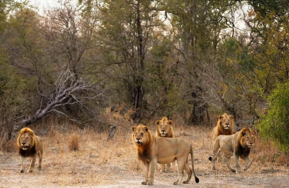 The Birmingham coalition of five male lions in the Kruger National Park of South Africa. They regularly clashed with other powerful coalitions including the famed Majingilane lion coalition.