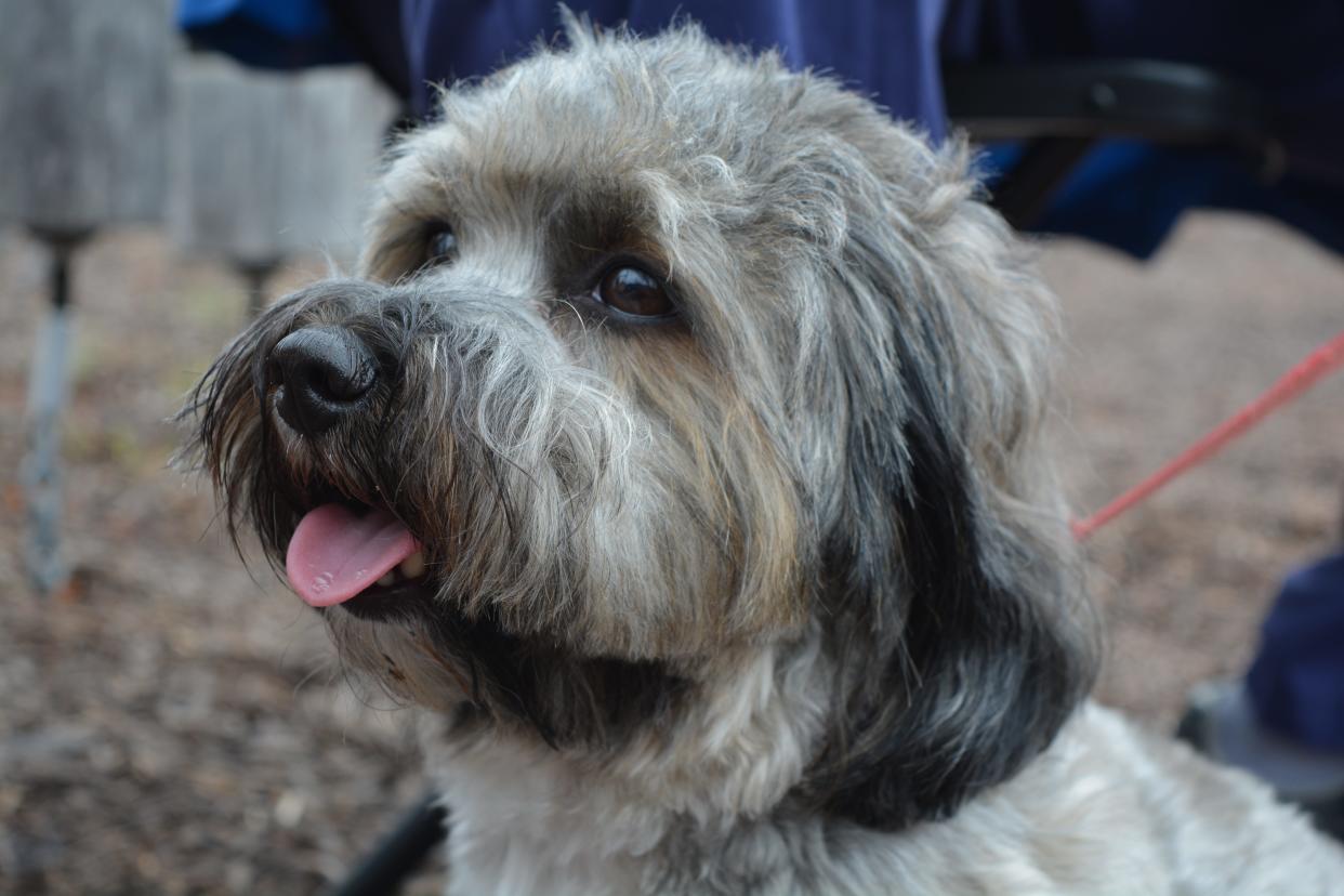 A 2-year-old Havanese dog.