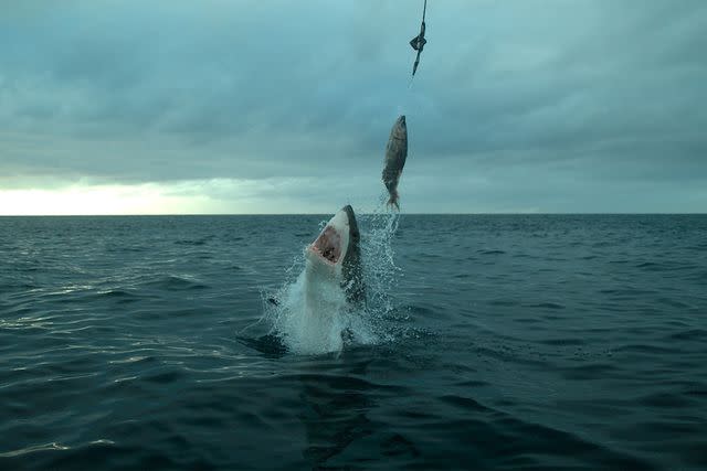 <p>Discovery Channel</p> A scene from Shark Week 2024's "Shark Attack Island"