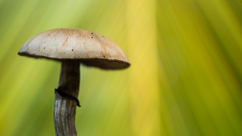 A mushroom cultivated by MycoMeditations - Credit: Abbie Townsend