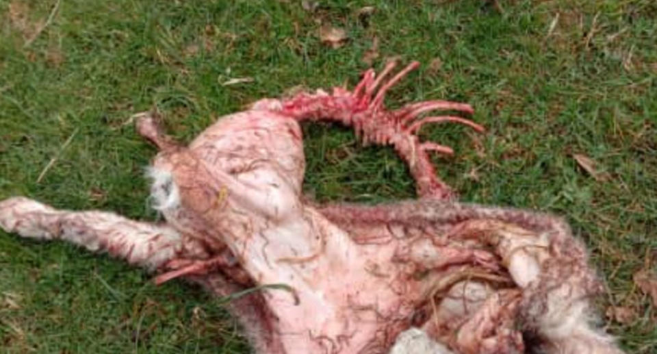 The terrifying find can be seen in the picture with the spine and parts of the lamb's body on the grass. 