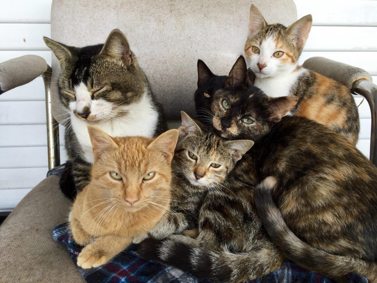 Un couple niçois qui vivait avec plus de 150 chats dans son appartement ne pourra désormais plus avoir d’animal de compagnie. (photo d’illustration)