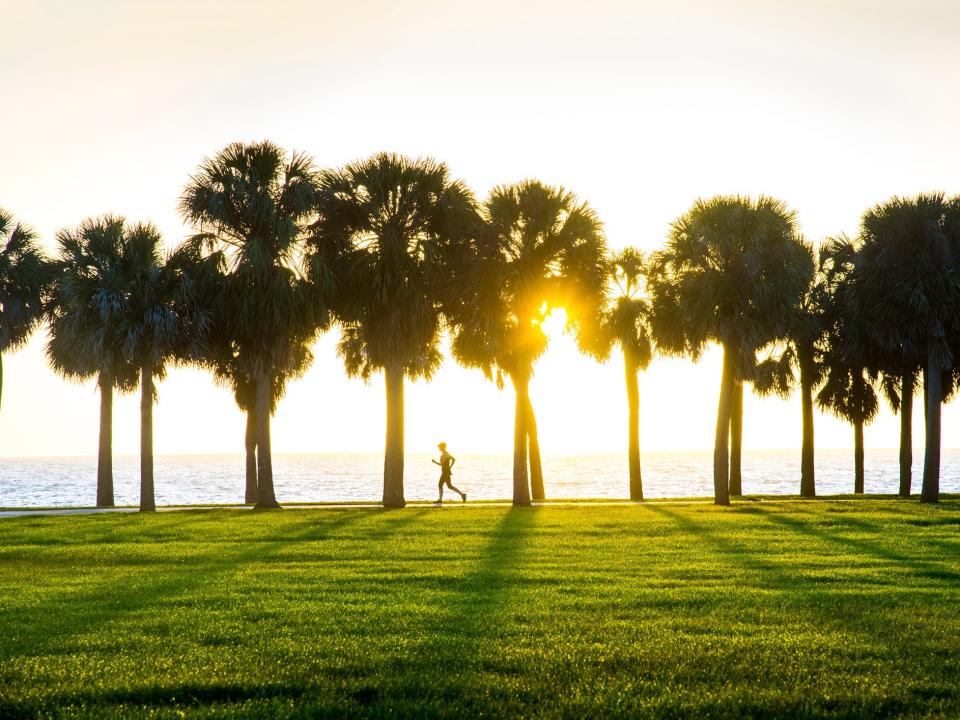 sunrise behind palm trees and grassy meadow in St. Petersburg, Florida