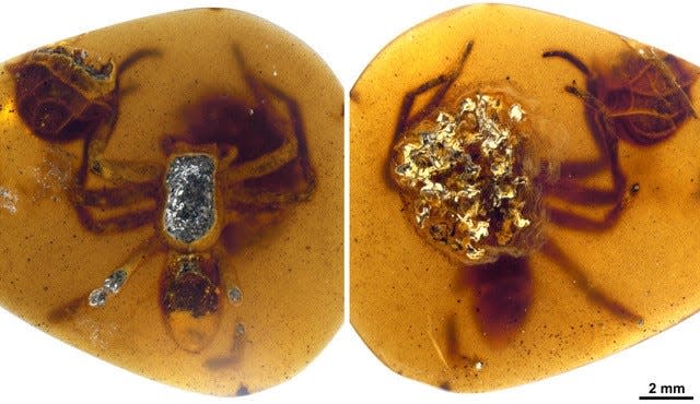 Photographs of inclusions in Burmese amber.