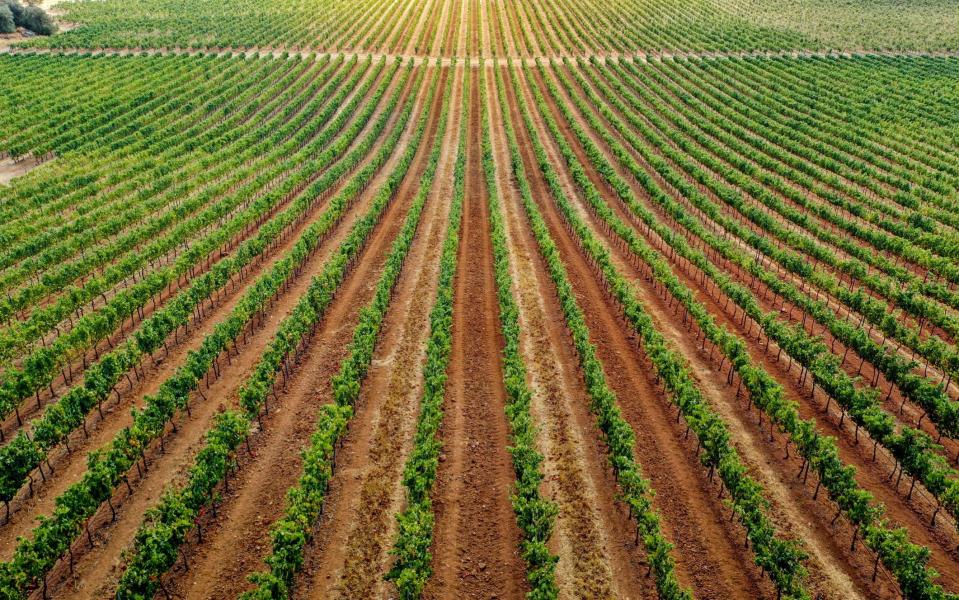 Wine region in Alentejo - Getty