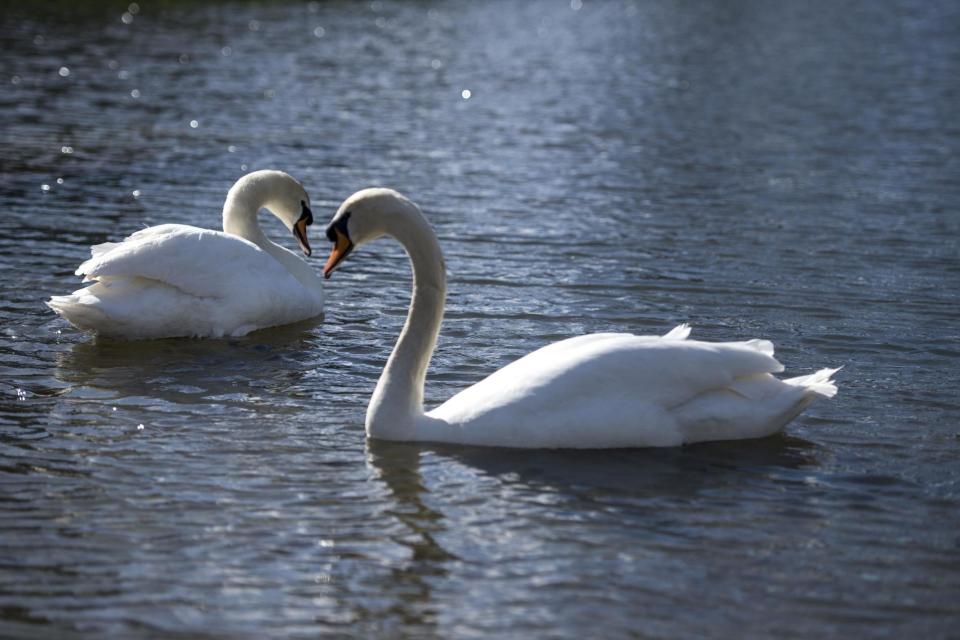 The swans were found dead next to the water in the past few weeks: PA Archive/PA Images