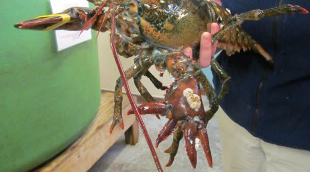 Lola&#39;s right side has a regular claw, whilst it&#39;s left side has a finger-like set of pincers. Photo: Maine State Aquarium