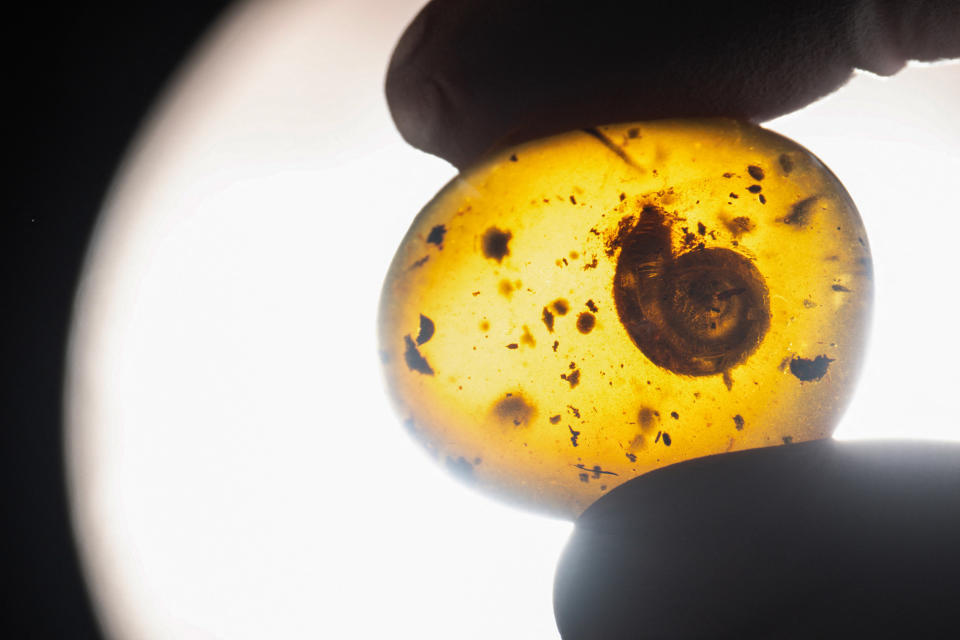 A woman holds a 99-million-year-old fossilized Archaeocyclotus Brevivillosus snail trapped in amber at the Musée d'histoire naturelle et d'ethnographie de Colmar in eastern France, on March 14, 2023.