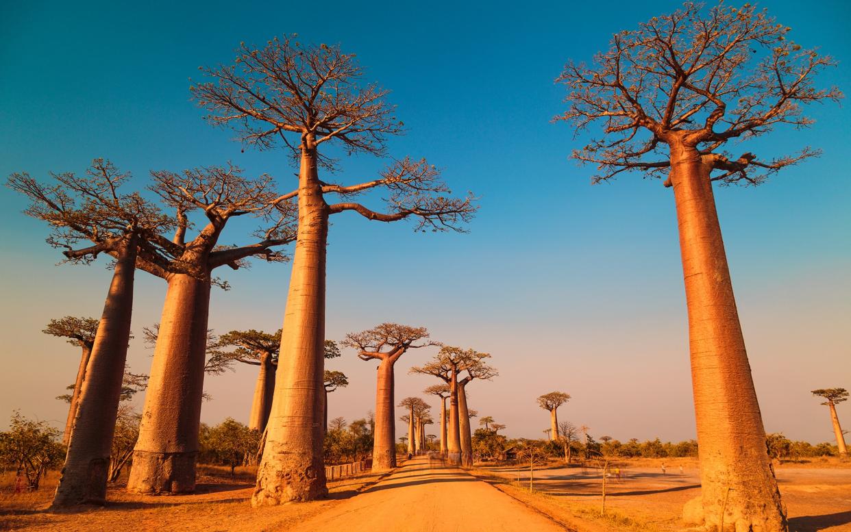 Hilary Bradt reflects on decades of tour guiding in Madagascar - Getty