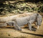 Home to 1,800 komodo dragons, the largest living reptiles in the world reminiscent of the dinosaurs, the Komodo Island in Indonesia have been paying the price of popularity. After the Indonesian Ministry of Environment and Forestry caught smugglers trying to sell Komodo Dragons on the black market, the authorities decided to close the island to visitors for a year. The plan was shelved, but authorities may introduce visitor fees of USD 1,000 to restrict visitor numbers and screen the kind of travellers who will visit the Island.