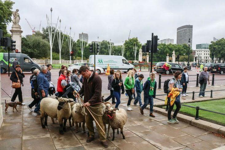 A typical commute; Tom Davis, manager of Mudchute farm, with sheep in Green Park (Rex Features)