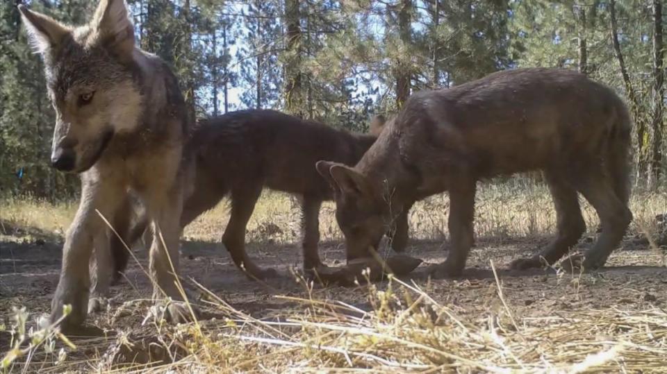 Lassen Pack pups are captured on a motion-activated trail camera near their denning site in 2019.