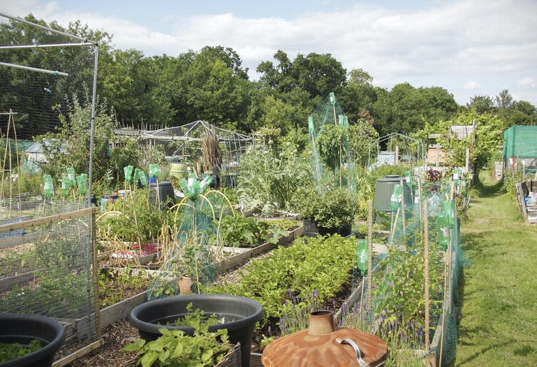 An allotment with various plants