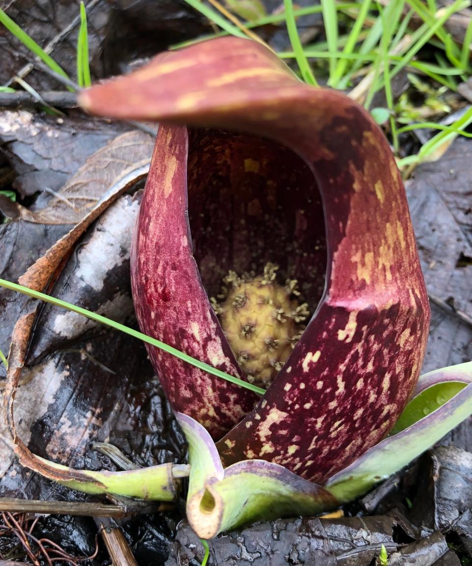 The earliest of wildflowers, skunk cabbage, is seen blooming a few years ago at Potato Creek State Park in North Liberty.